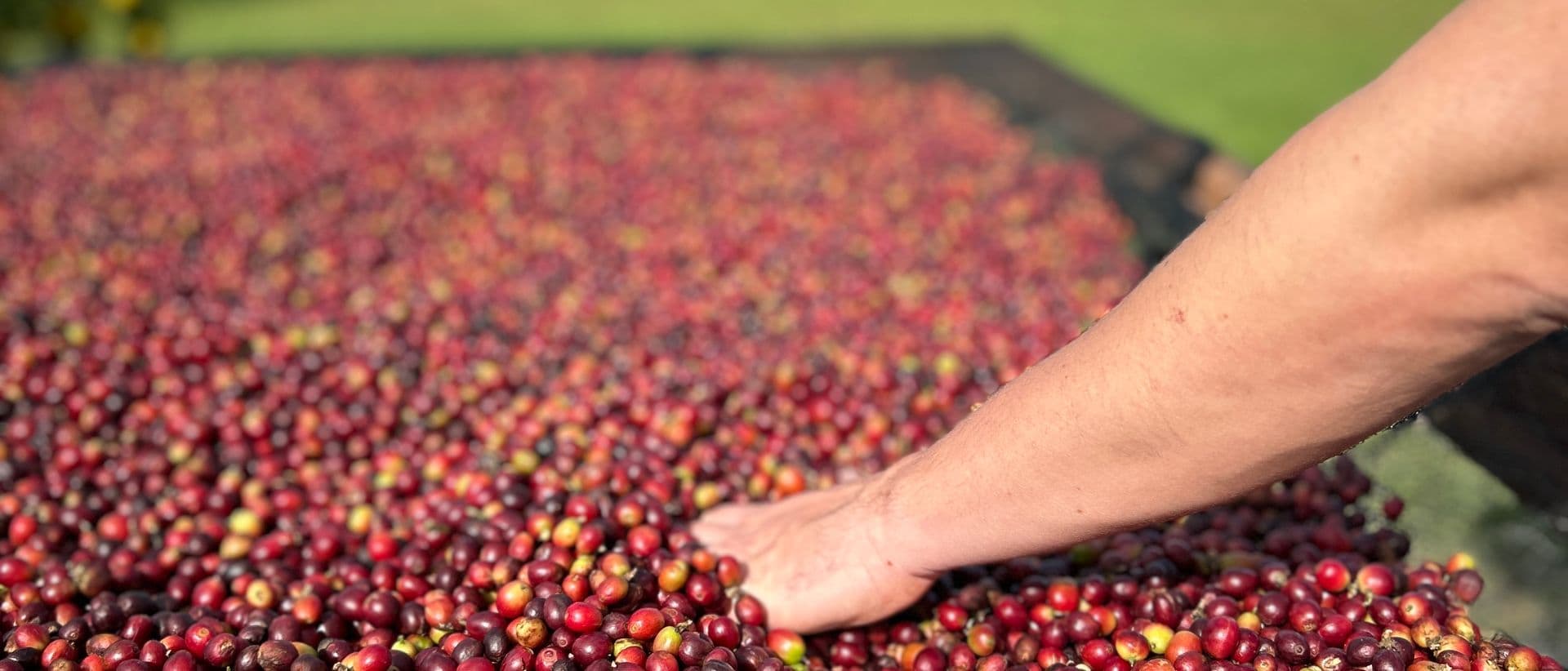 Café colhido direto da plantação